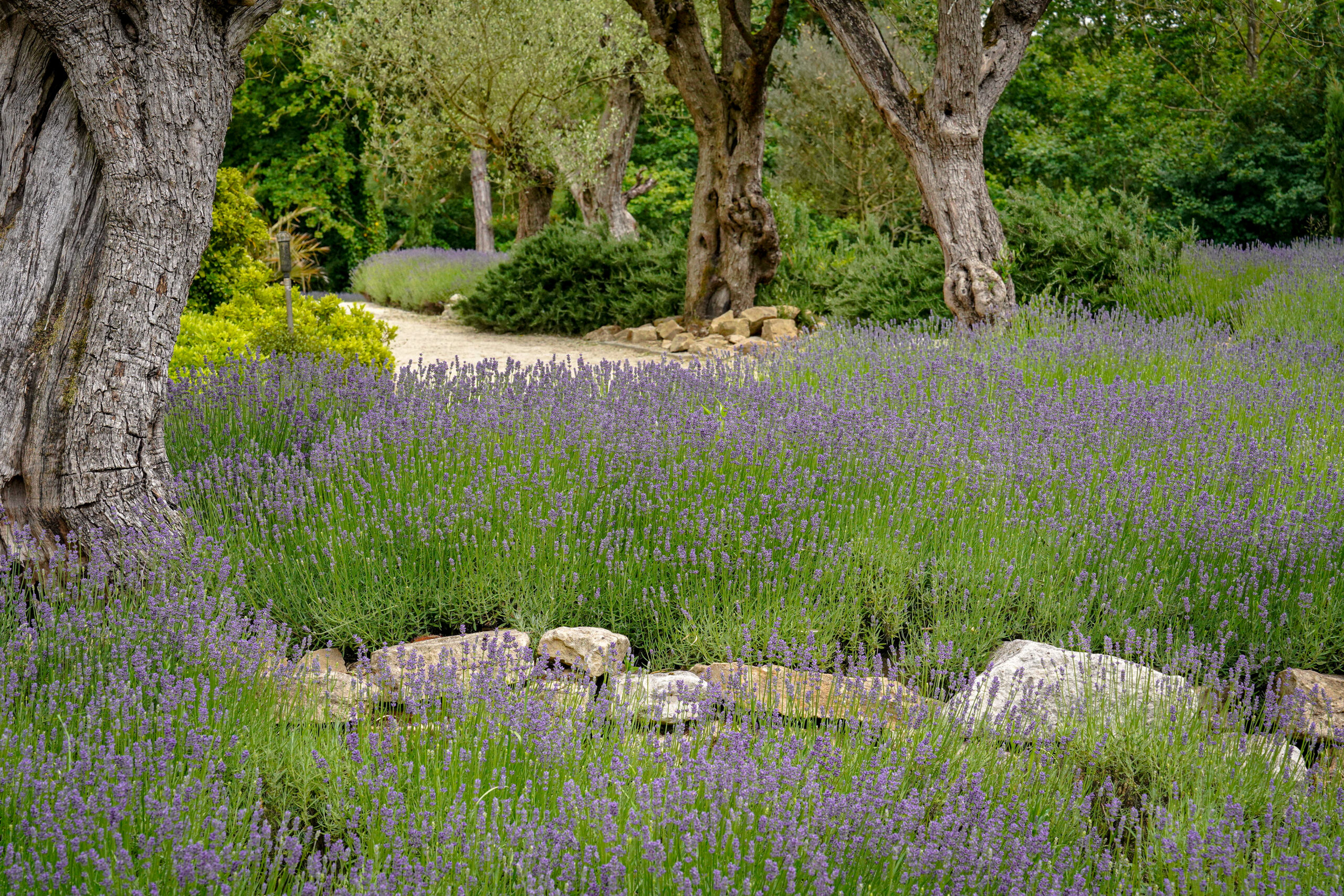 Mediterrane Tuin