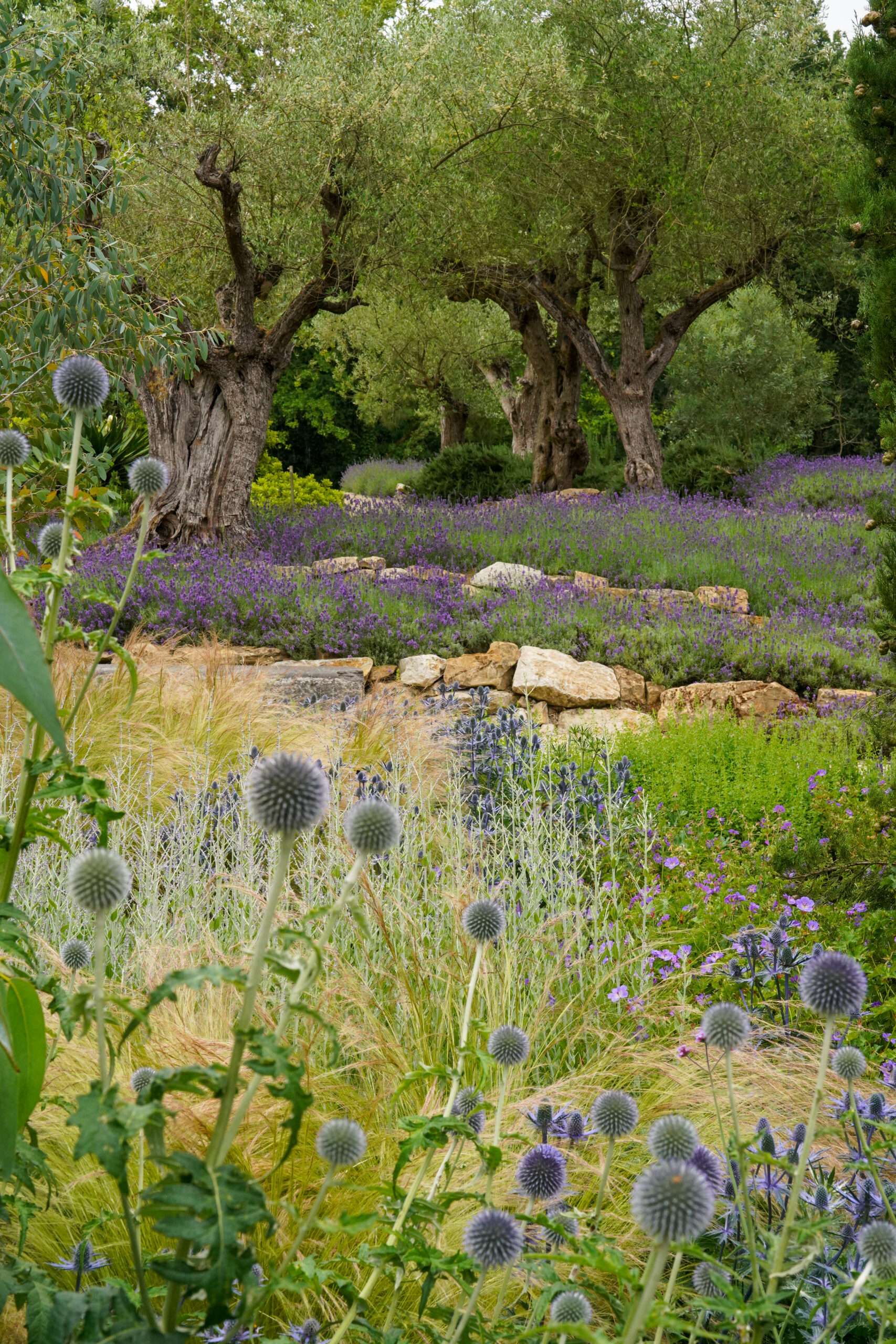 Mediterrane Tuin