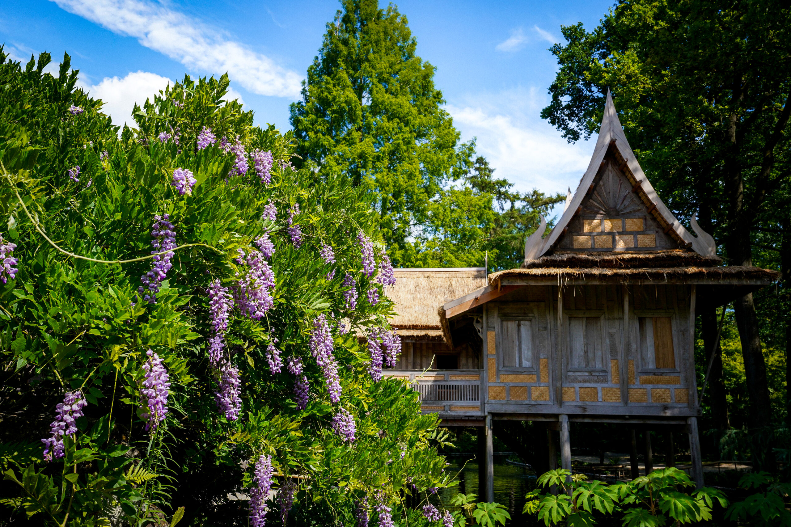 Oosterse Watertuin