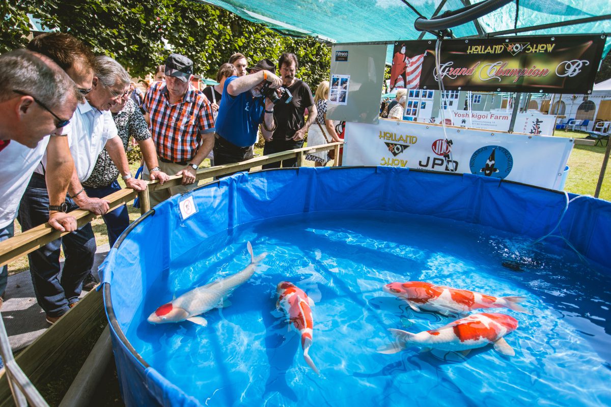 Jubiläumausgabe der weltweit größten Koishow in Arcen