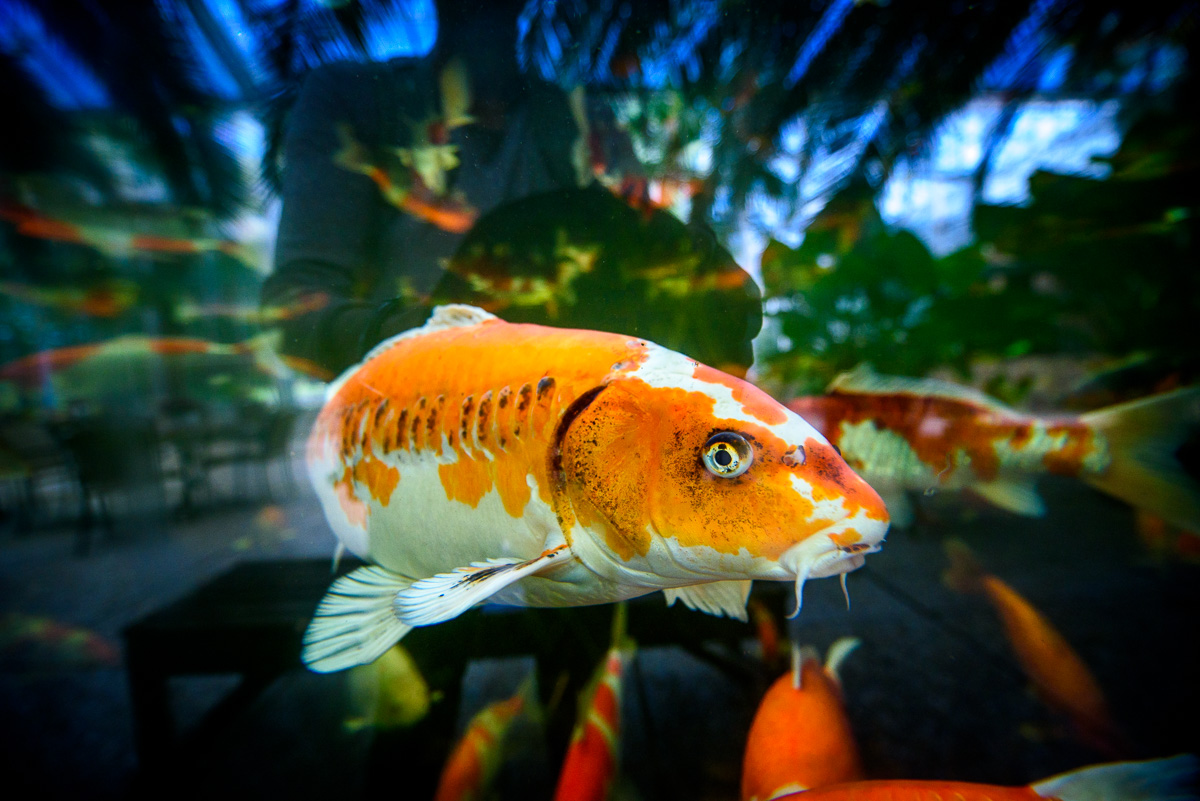 28e Holland Koi Show 2020 in Kasteeltuinen Arcen gaat niet door