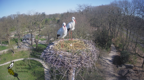 Das erste Ei ist gelegt in den Schlossgärten Arcen