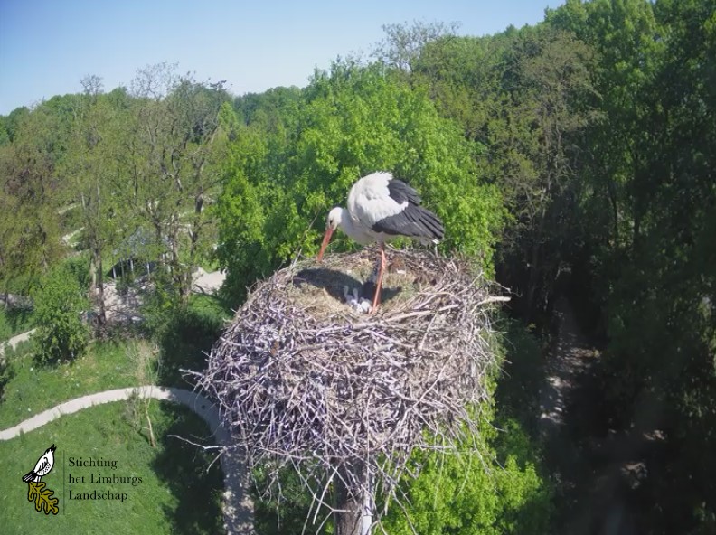 Die ersten Storchküken wurden in Schlossgärten Arcen geboren!