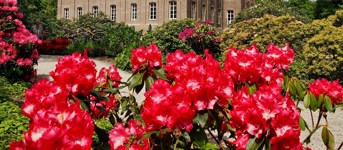 Rhododendrongarten - Video