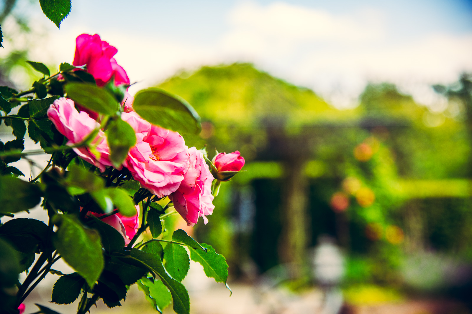 Sommerblüte in Ihrem Garten!