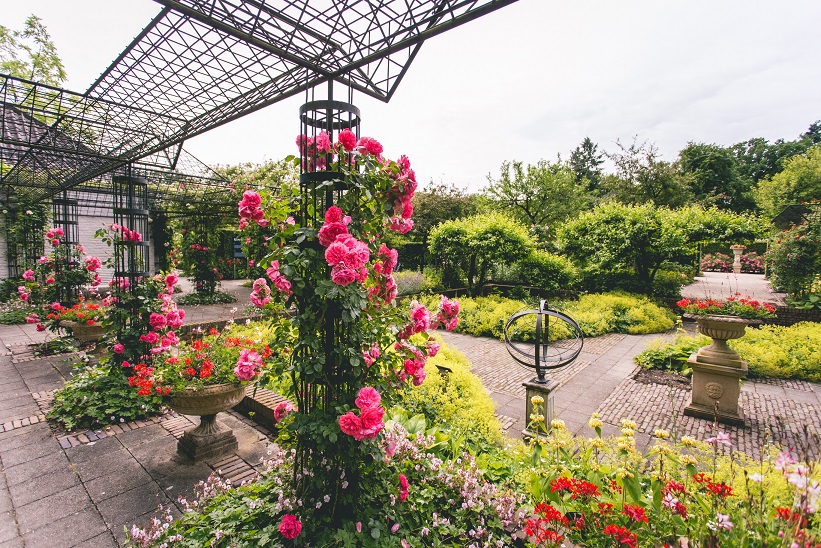 Rosenblüte in den Schlossgärten Arcen!