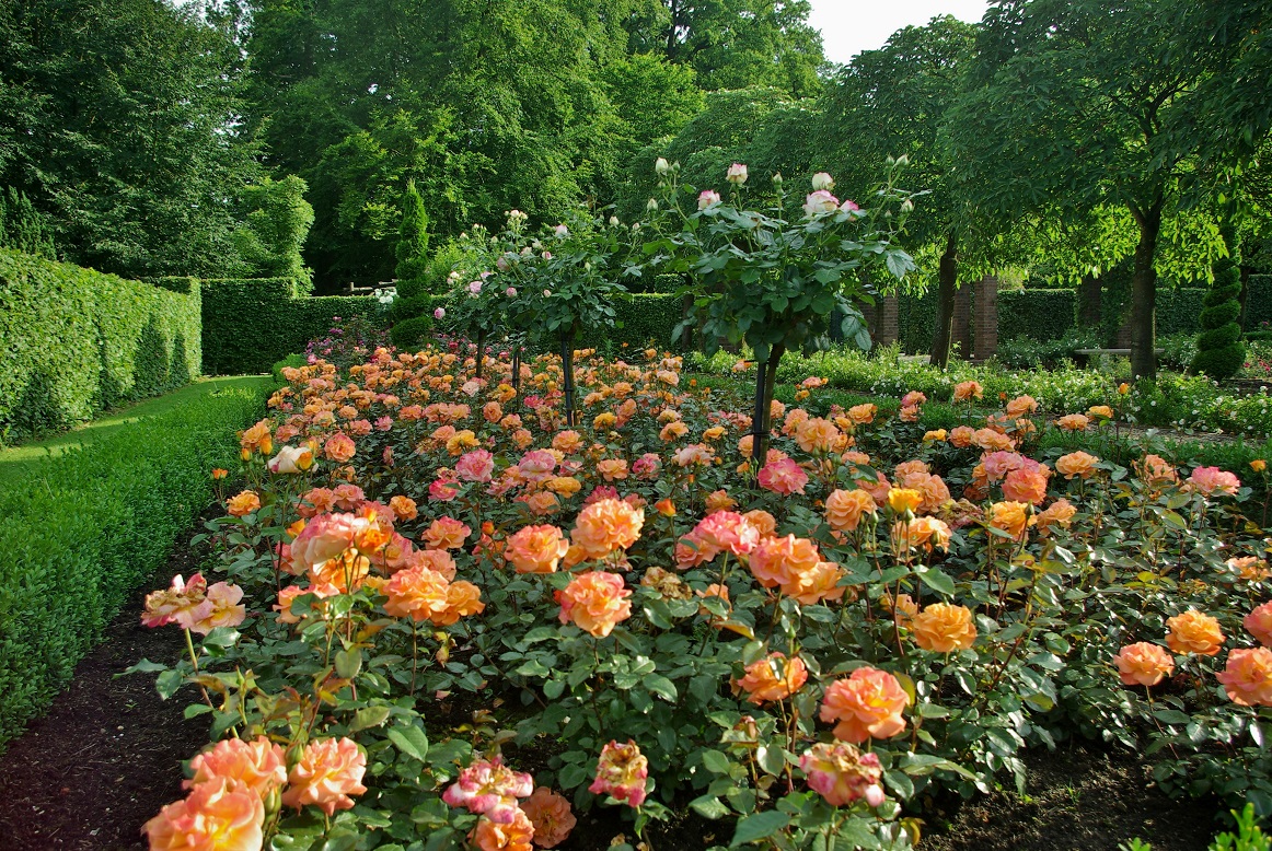 Rosenblüte in den Schlossgärten Arcen!