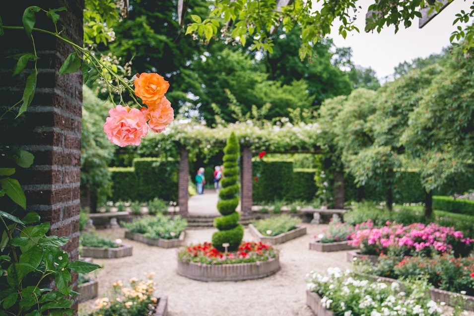 Rosenblüte in den Schlossgärten Arcen!