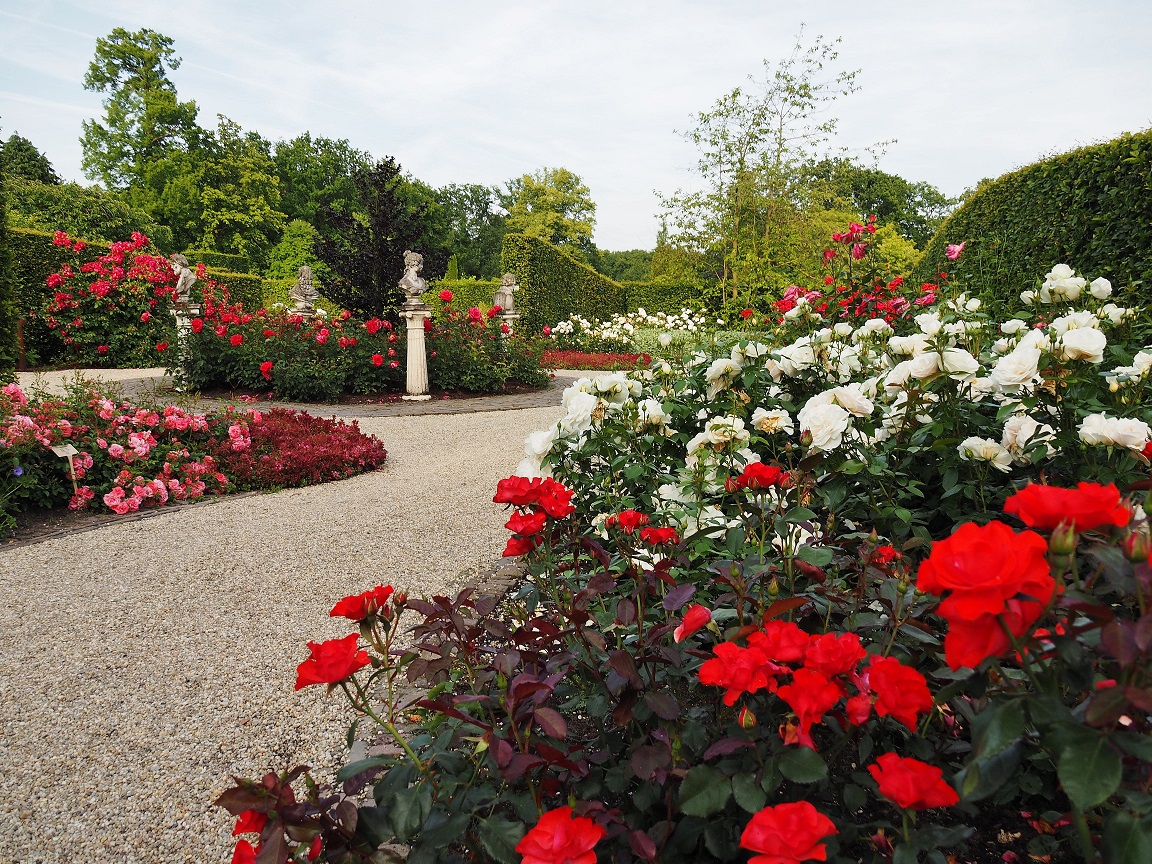 Rosenblüte in den Schlossgärten Arcen!