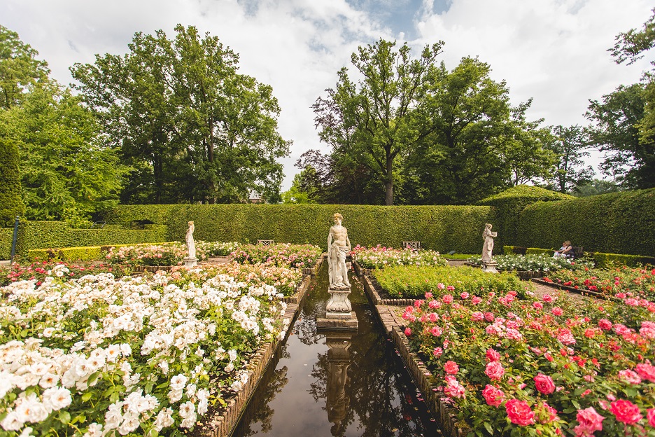 Rosenblüte in den Schlossgärten Arcen!