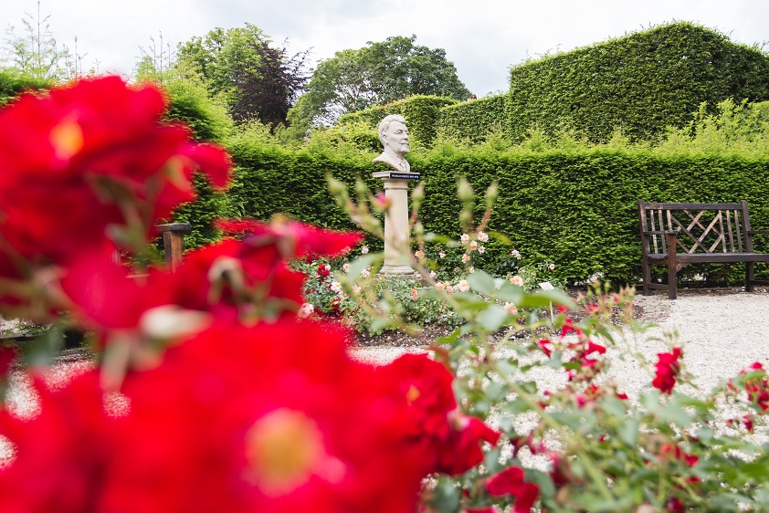 Rosenblüte in den Schlossgärten Arcen!