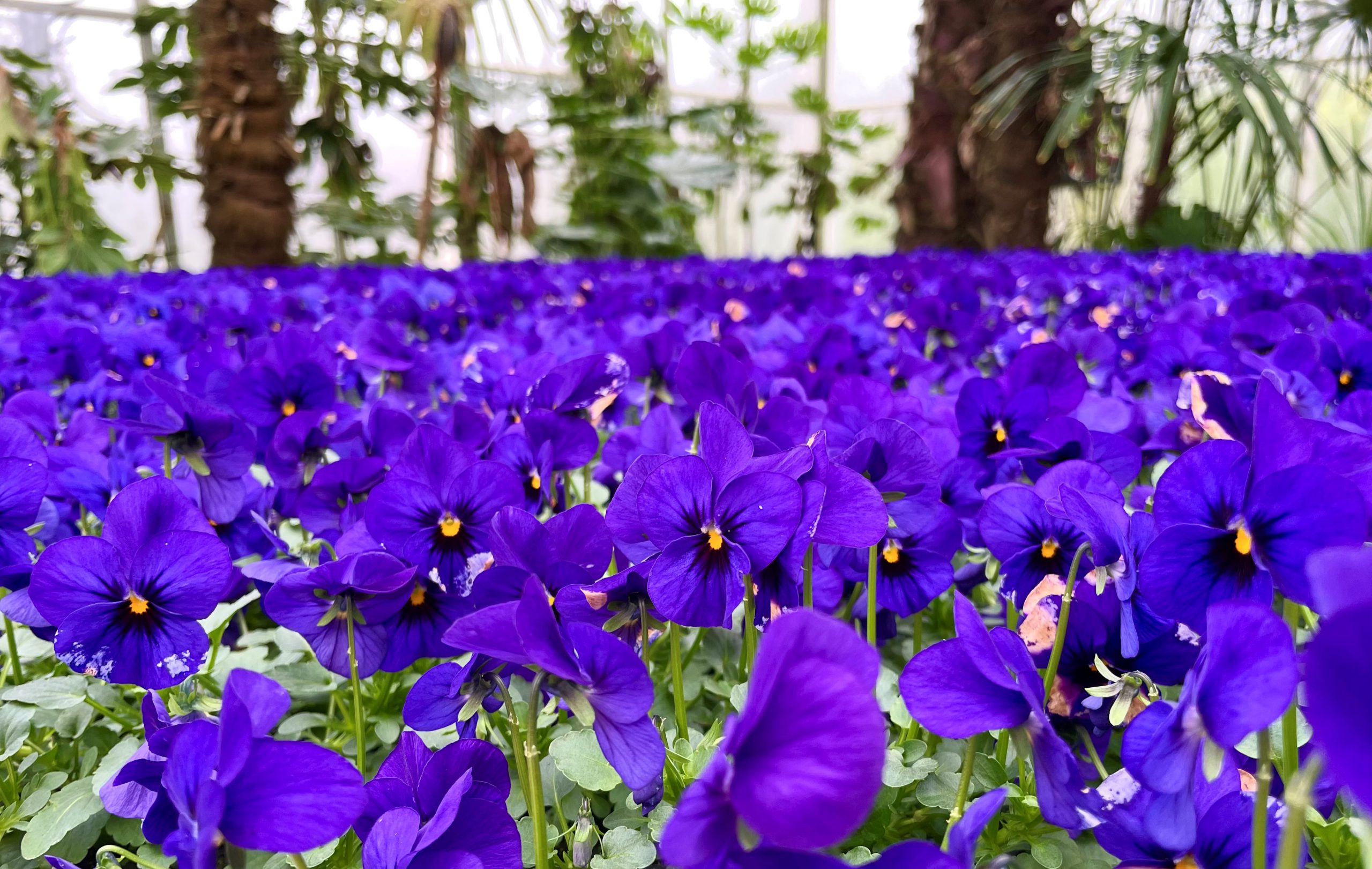 Die Schlossgärten Arcen bringen den Frühling zu Ihnen nach Hause!