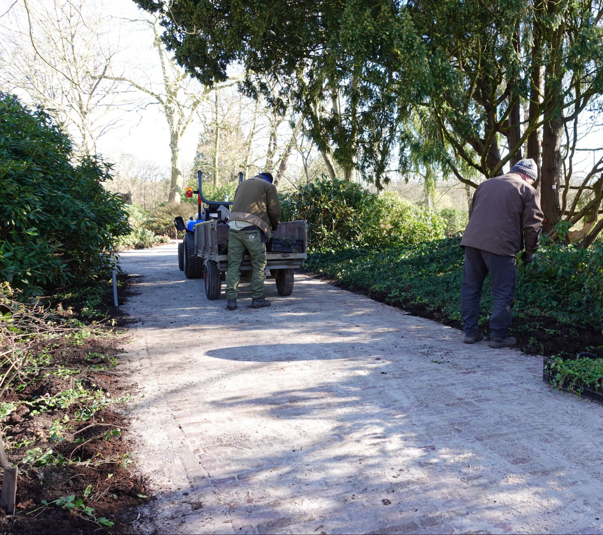 Voorjaarswerkzaamheden Rhododendrontuin