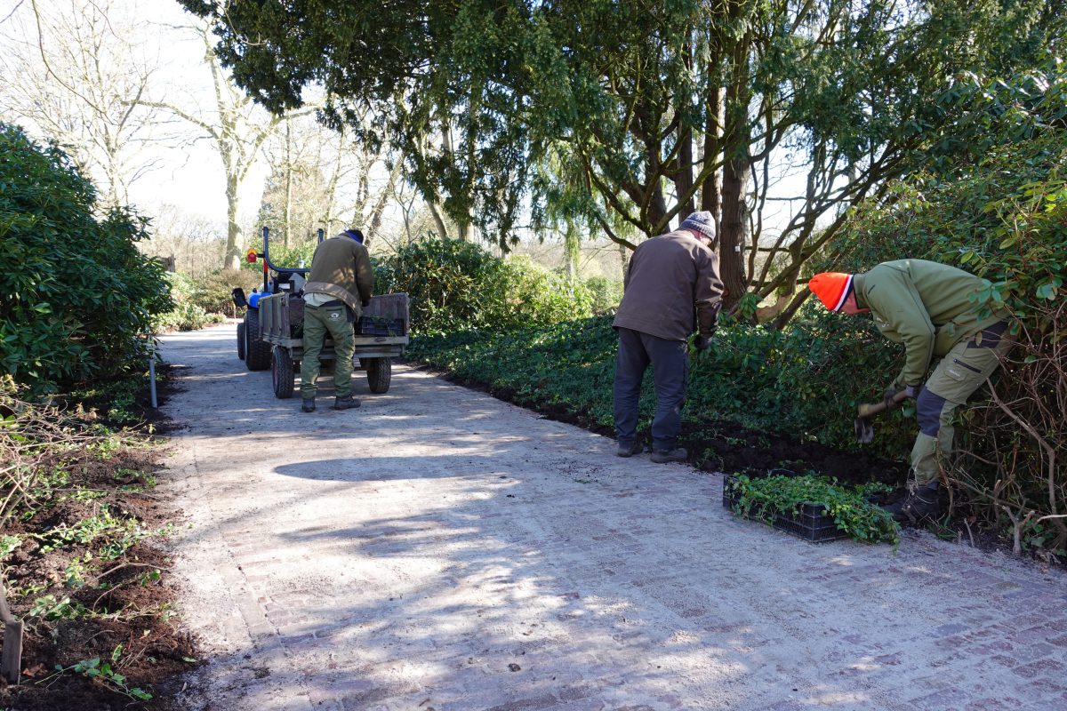 Voorjaarswerkzaamheden Rhododendrontuin