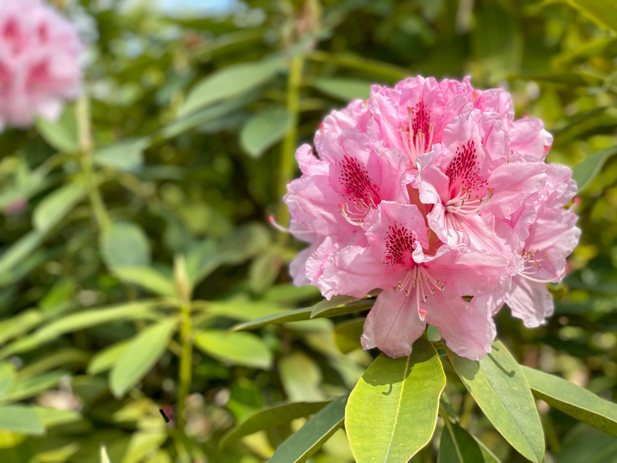 Aflevering 5 | Rhododendrontuin - Video