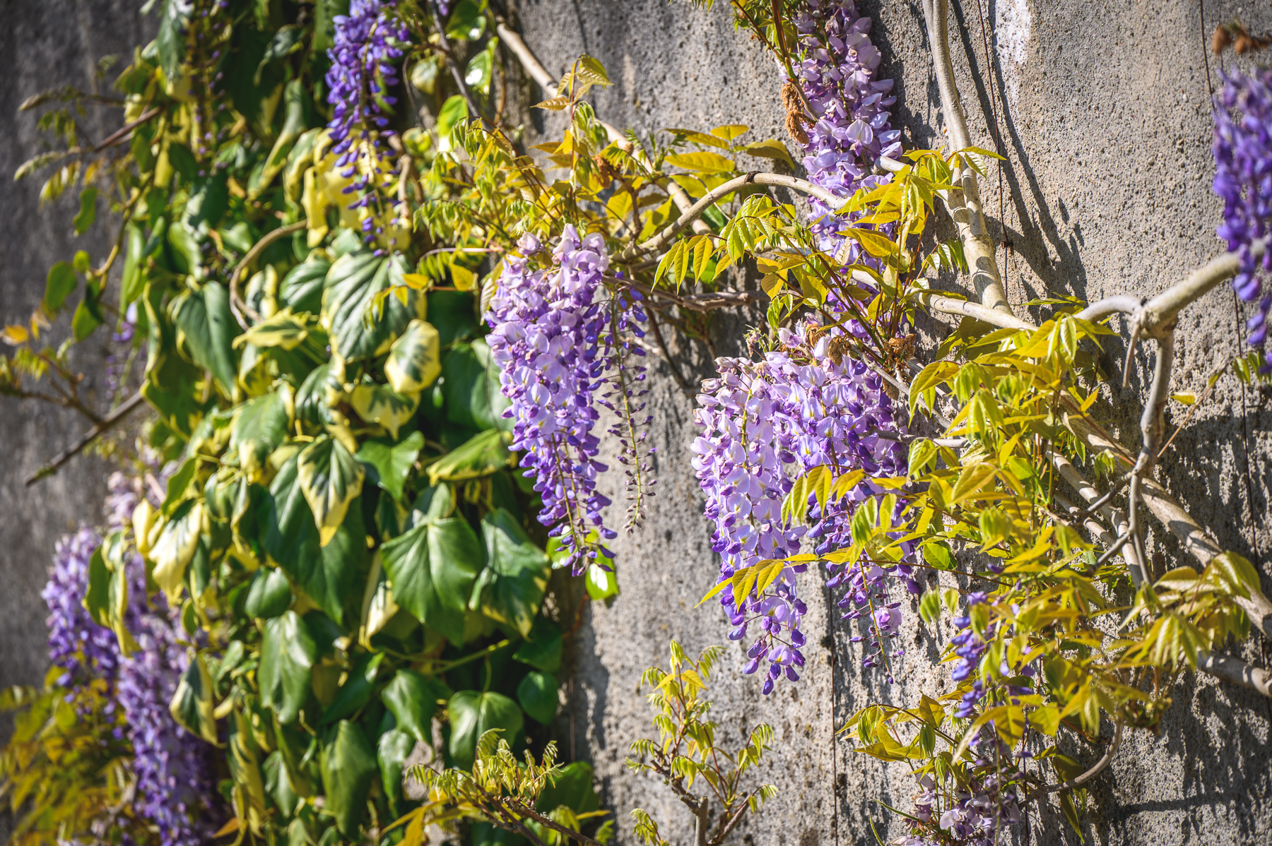 Klimplanten - Video