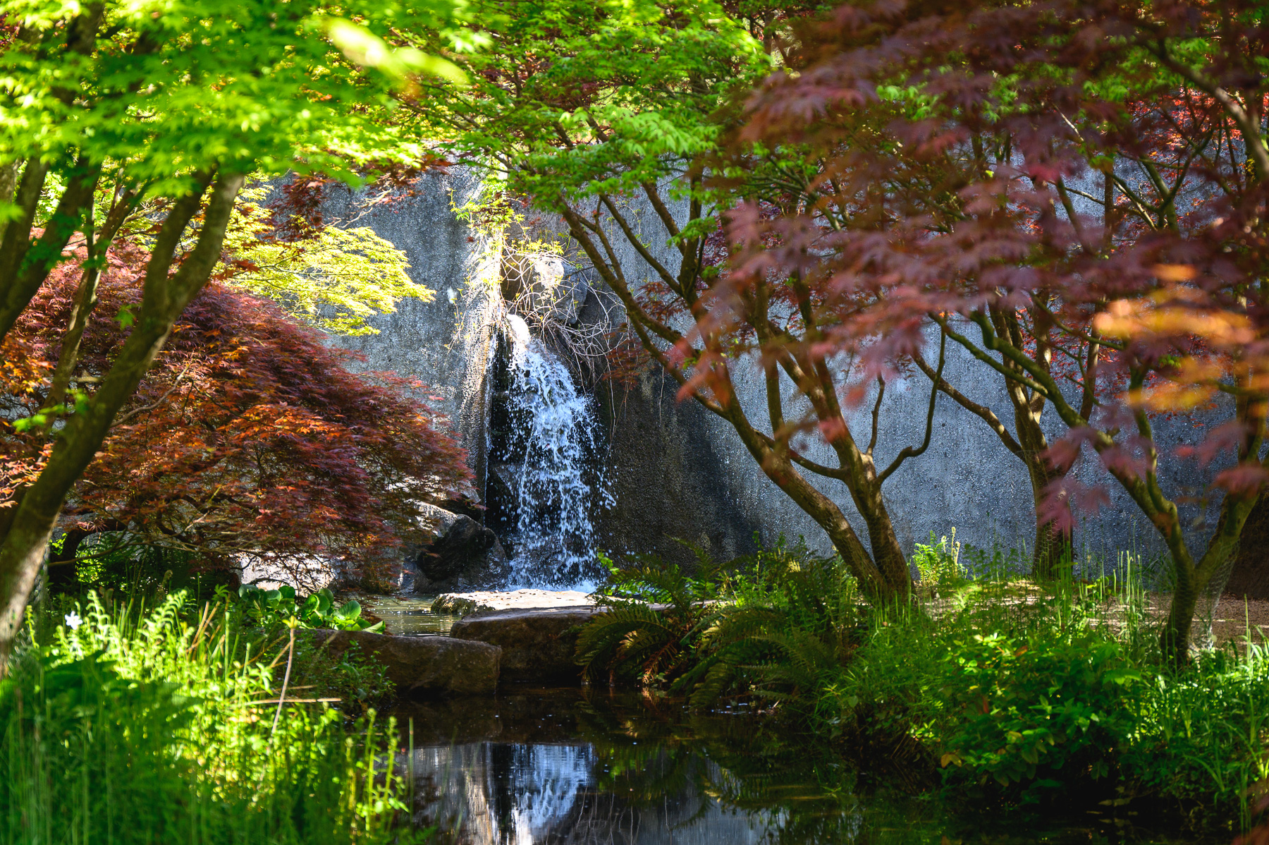 Japanischer Ahorngarten
