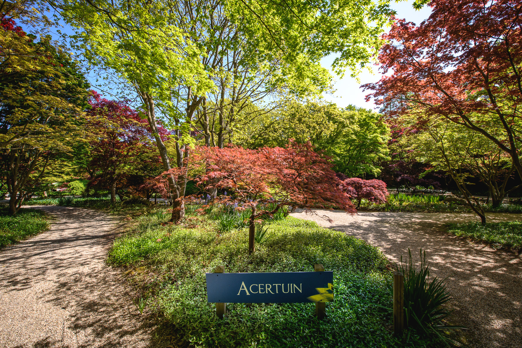 Acertuin