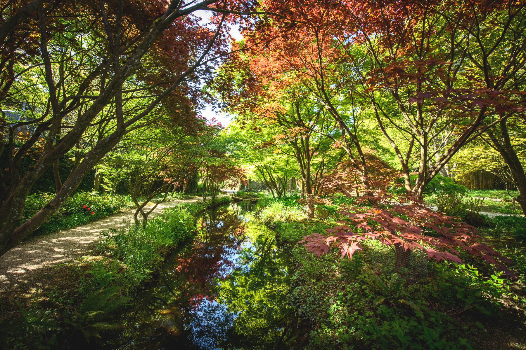 Japanischer Ahorngarten