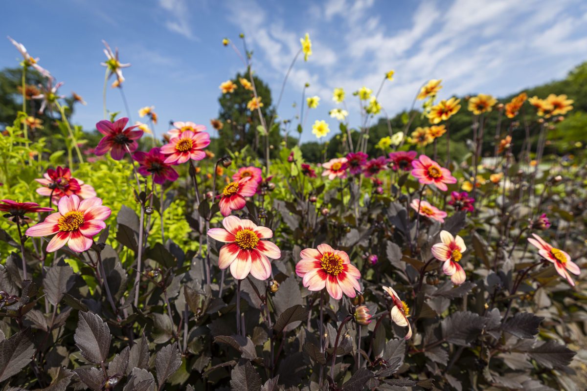 Het verhaal van de dahlia