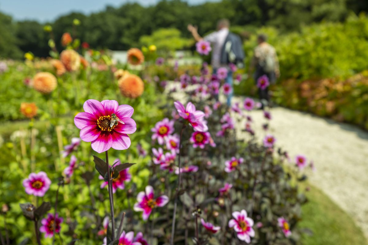 Beschwipste Bienen im neuen Dahliengarten