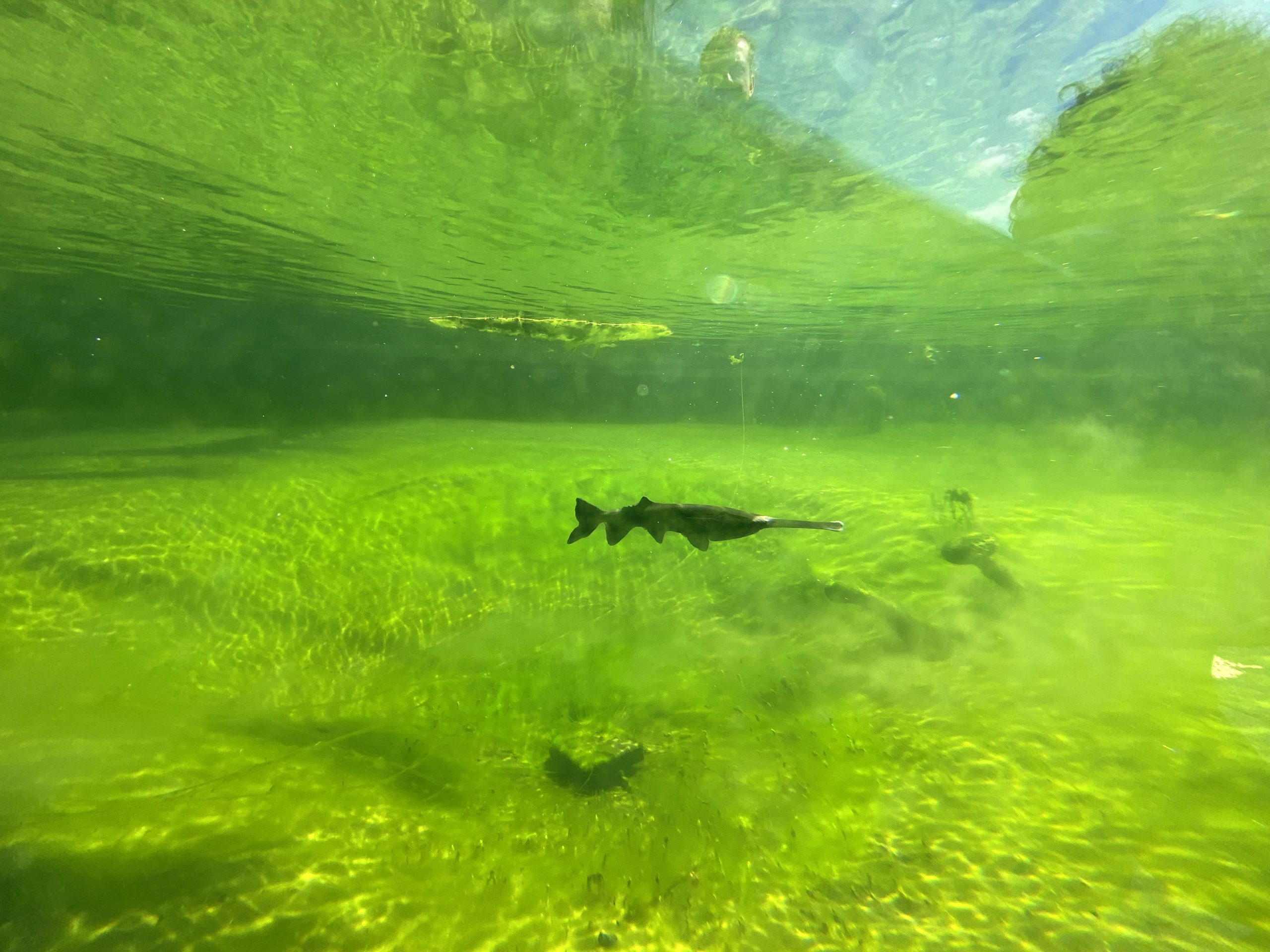 Koi-Teich auf der Plaza Verde wieder eröffnet