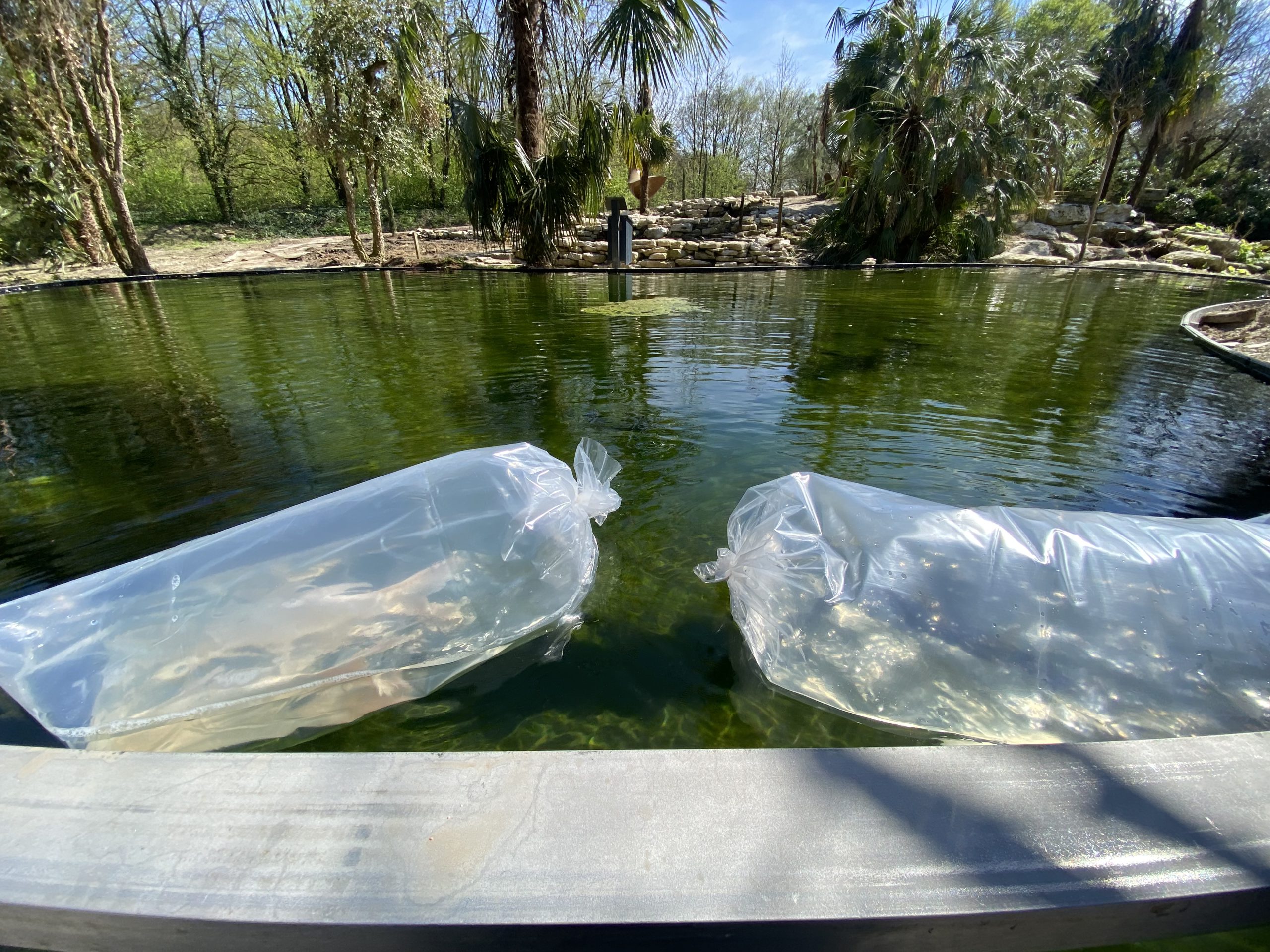 Koi-Teich auf der Plaza Verde wieder eröffnet