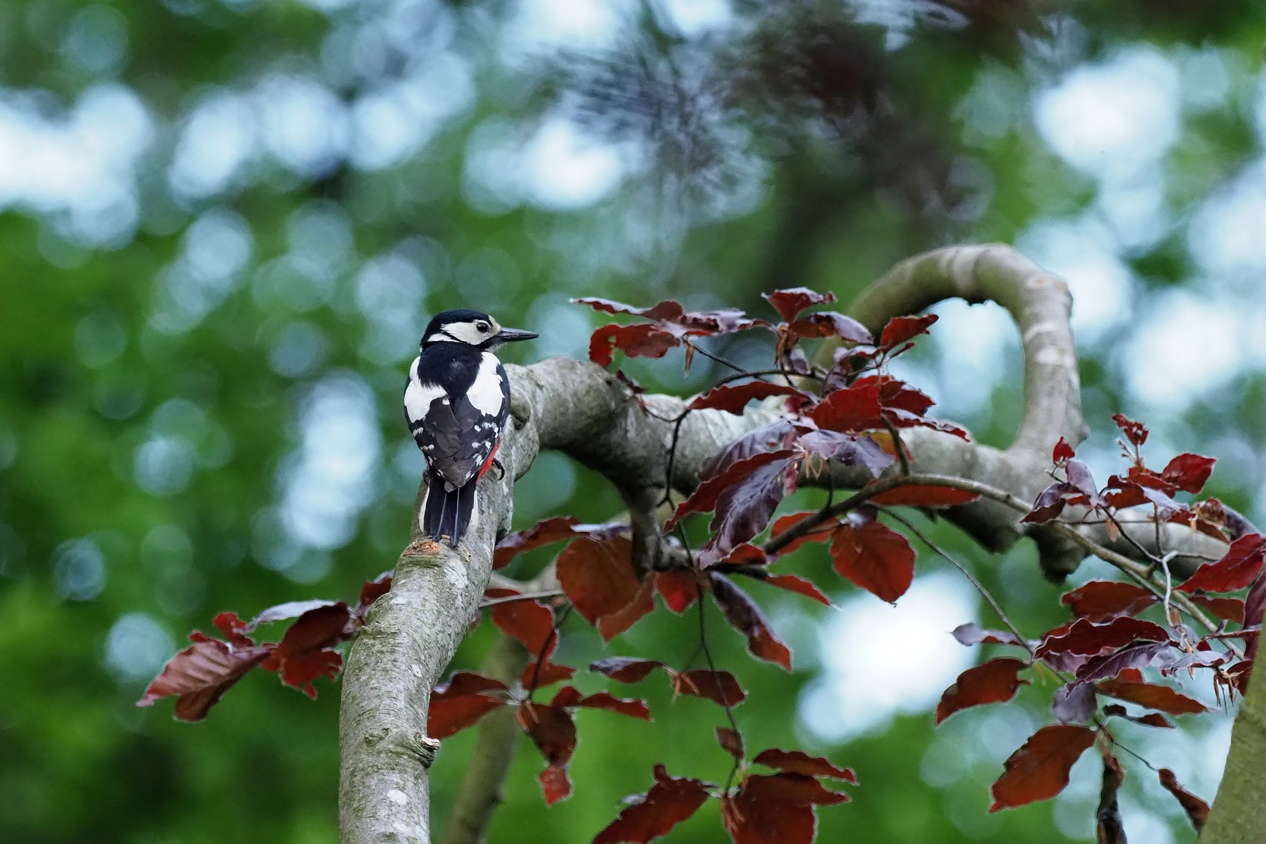 Vogels en insecten in de tuin - Video