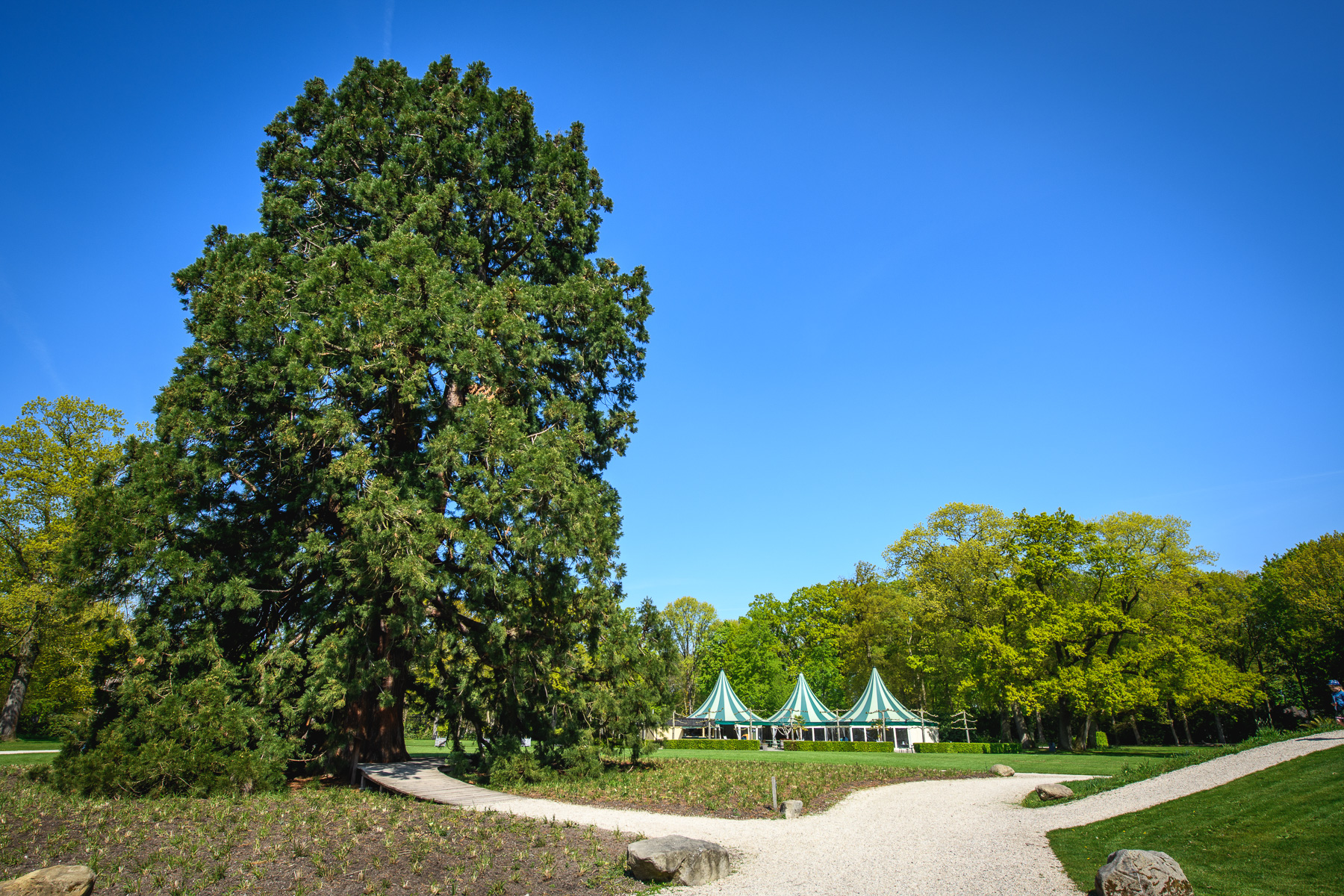 Bomen, ook geschikt voor kleine tuinen - Video