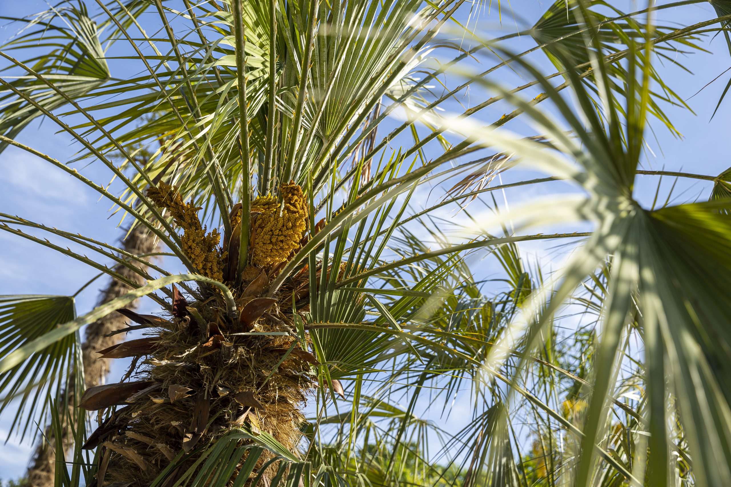 Mediterrane planten in Nederland houden - Video