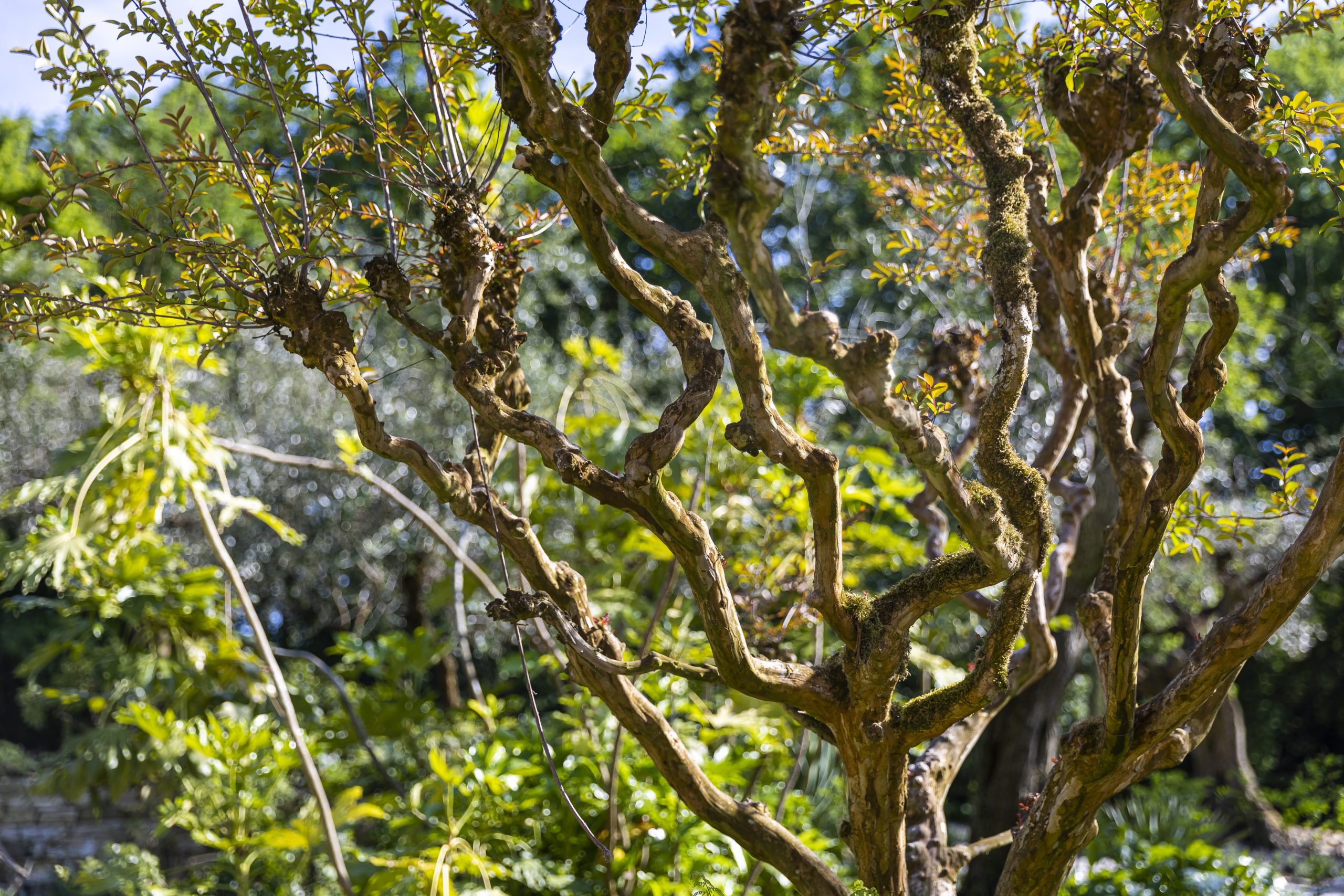 Mediterrane Tuin